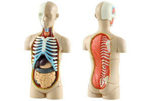 letnij-lager-anatomia